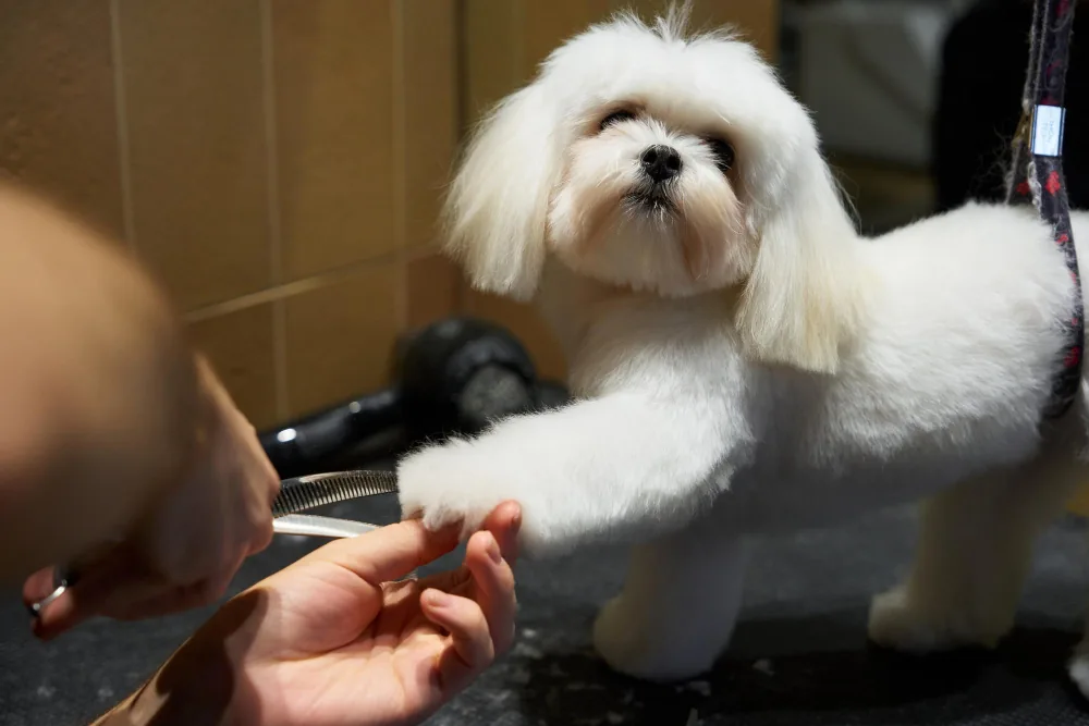 App web para Peluquería Canina en Chile – aplicacionweb.cl